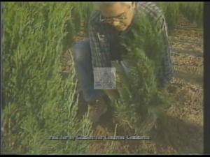 1988 - U.S. House of Representatives - Thomas Odell Gilmore - &quot;Tree Farmer A&quot;, 1988-01-01 - 1988-12-31